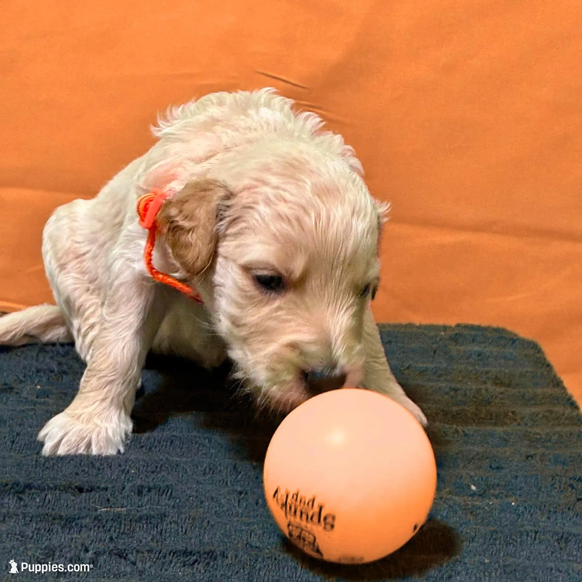 Obi-Wan Kenobi - Champion bloodline, a male Goldendoodle for sale in Kansas City, MO – Photo 7 of 9