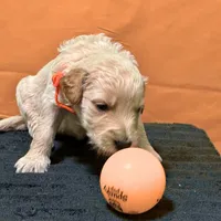 Obi-Wan Kenobi, a male Goldendoodle for sale in Kansas City, MO – Photo 3 of 5