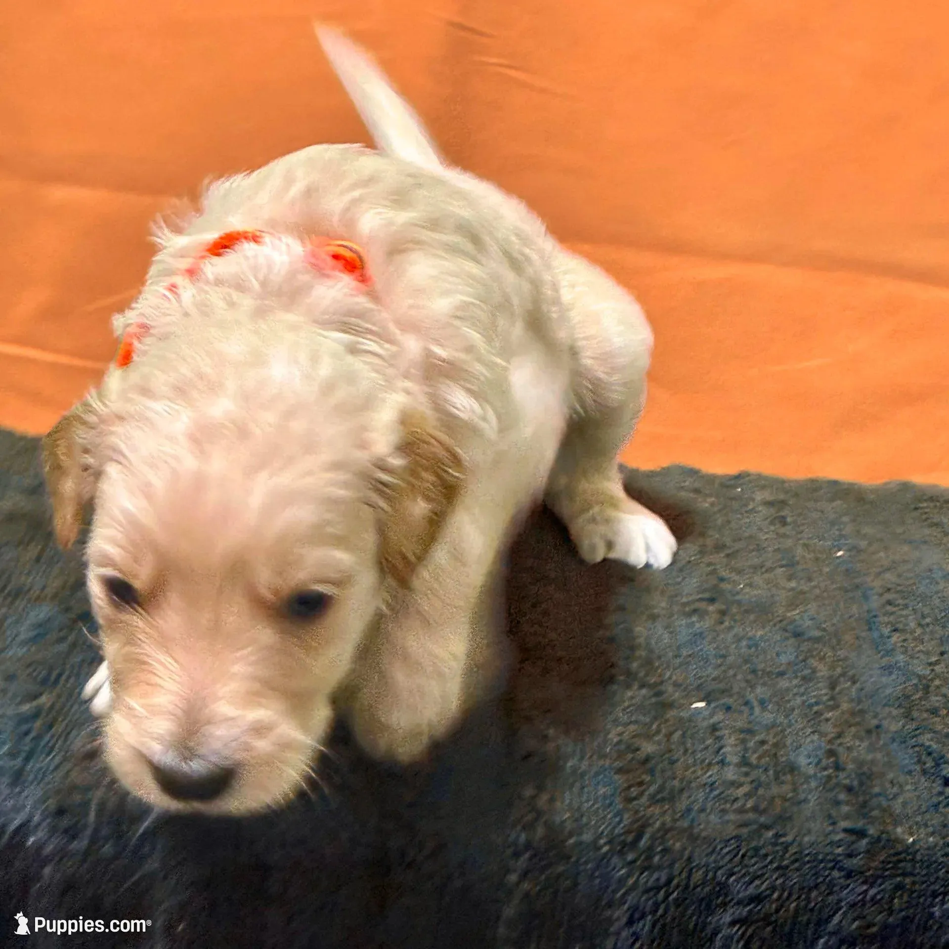 Obi-Wan Kenobi - Champion bloodline, a male Goldendoodle for sale in Kansas City, MO – Photo 6 of 9