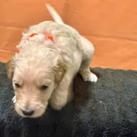 Obi-Wan Kenobi, a male Goldendoodle for sale in Kansas City, MO – Photo 2 of 5