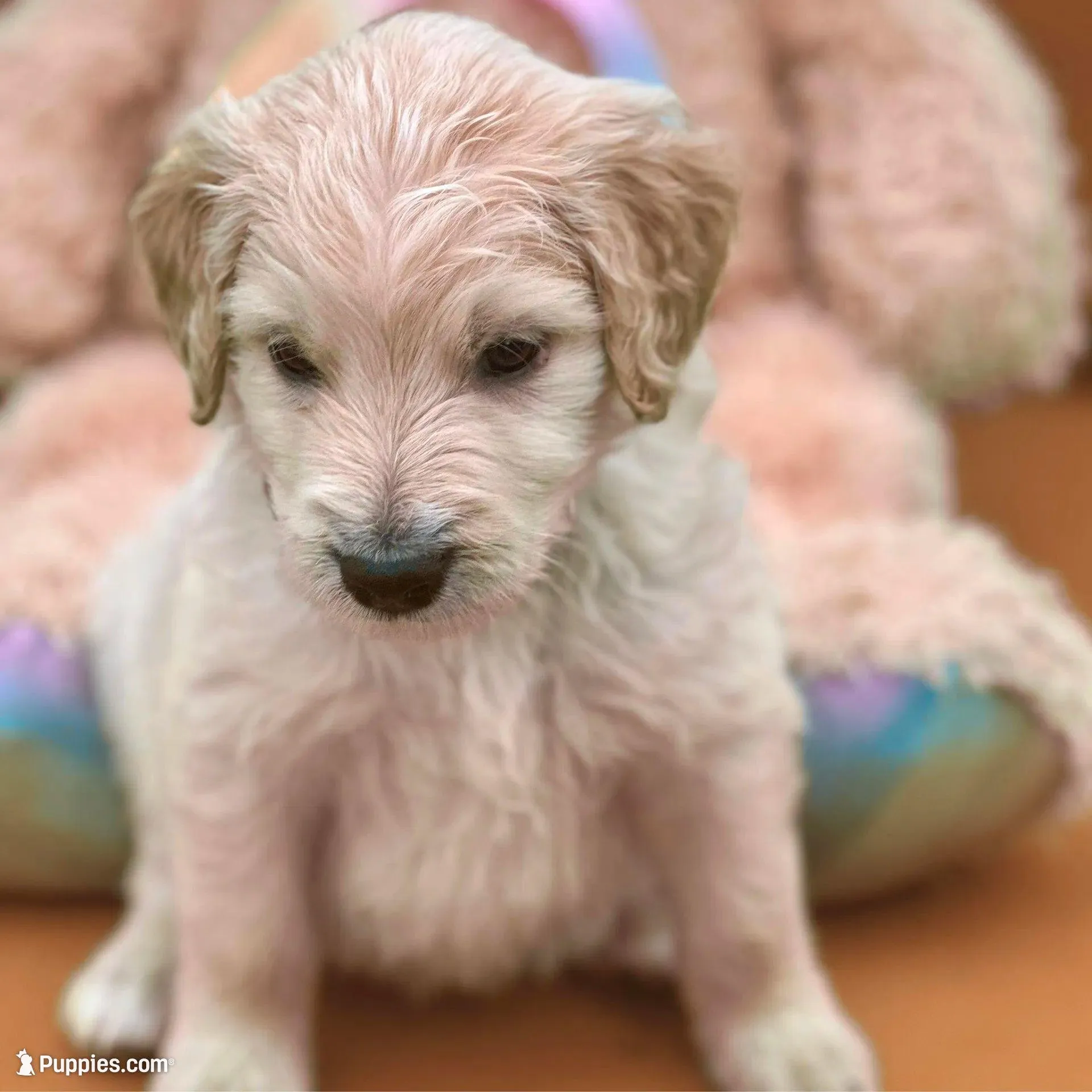 Jar-Jar JR. - Champion bloodline – Goldendoodle puppy for sale in Kansas City, MO