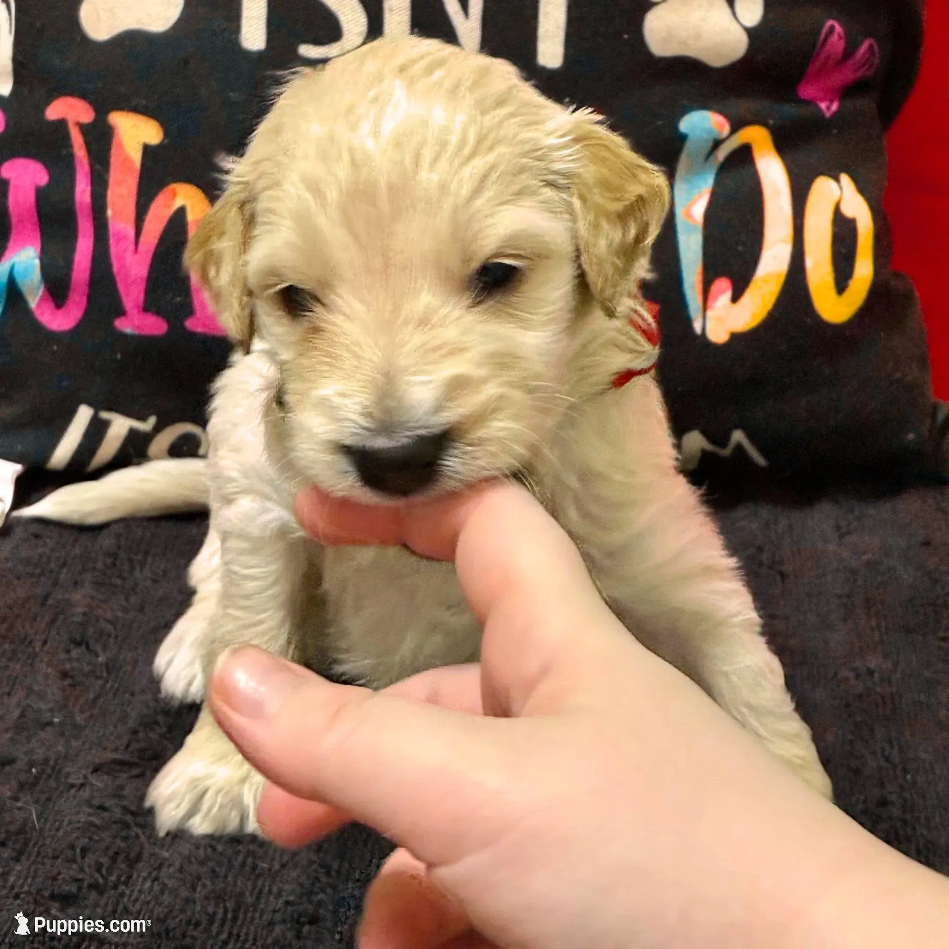 Jar-Jar JR. - Champion bloodline, a male Goldendoodle for sale in Kansas City, MO – Photo 6 of 10