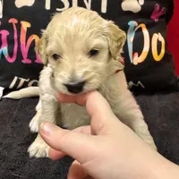 Jar-Jar JR., a male Goldendoodle for sale in Kansas City, MO – Photo 3 of 7