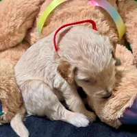 Jar-Jar JR., a male Goldendoodle for sale in Kansas City, MO – Photo 7 of 7