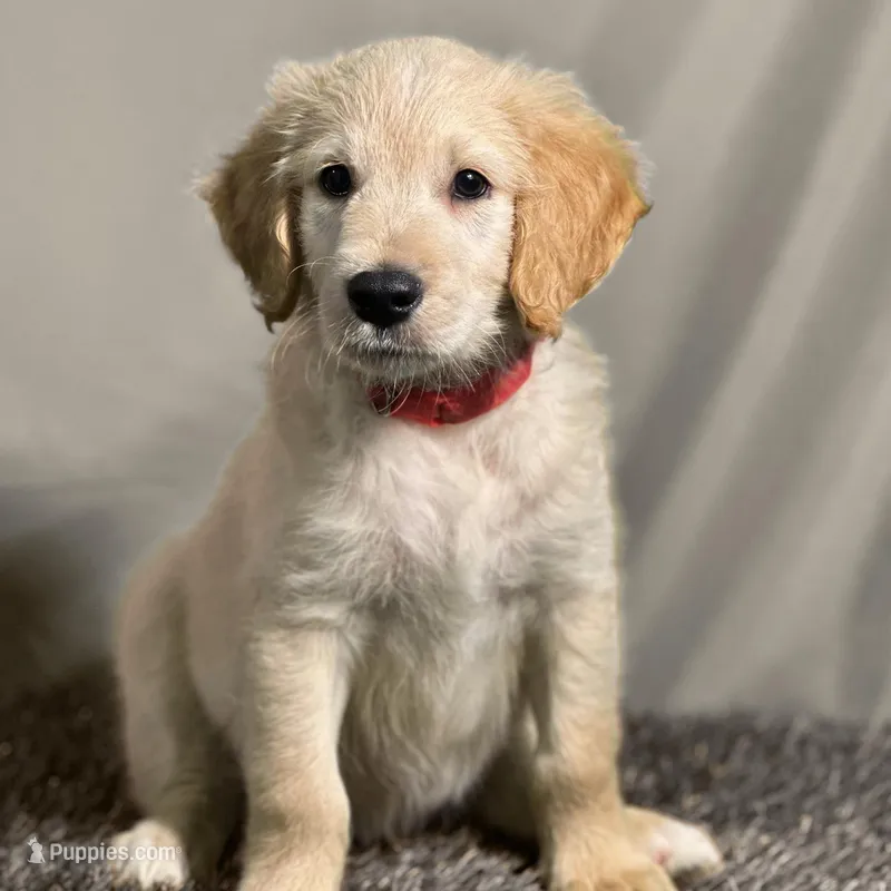Jar-Jar JR. - Champion bloodline – Goldendoodle puppy for sale in Kansas City, MO