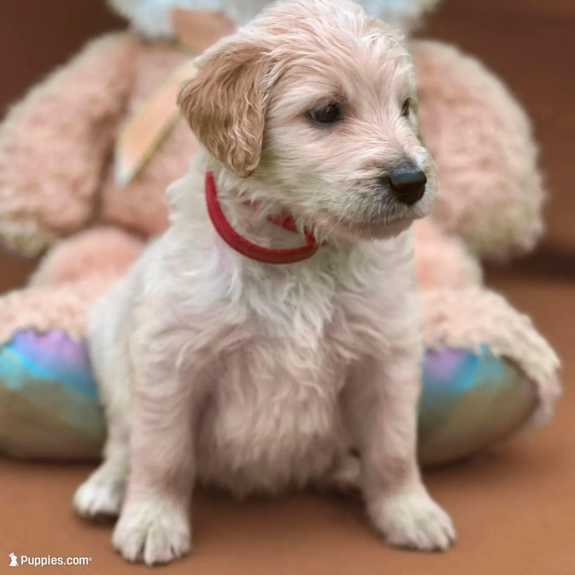Jar-Jar JR. - Champion bloodline, a male Goldendoodle for sale in Kansas City, MO – Photo 2 of 10