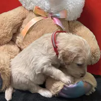 Jar-Jar JR., a male Goldendoodle for sale in Kansas City, MO – Photo 6 of 7