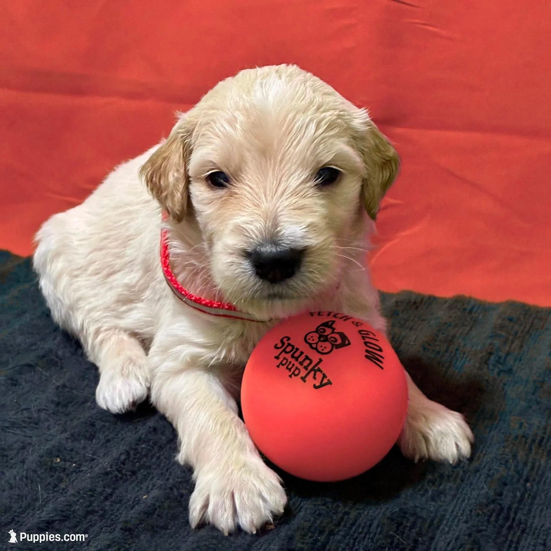 Jar-Jar JR. - Champion bloodline, a male Goldendoodle for sale in Kansas City, MO – Photo 7 of 10