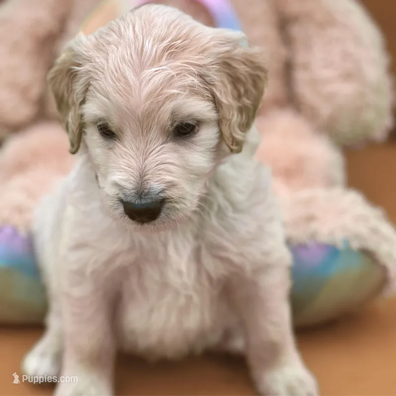 Jar-Jar JR. - Champion bloodline – Goldendoodle puppy for sale in Kansas City, MO