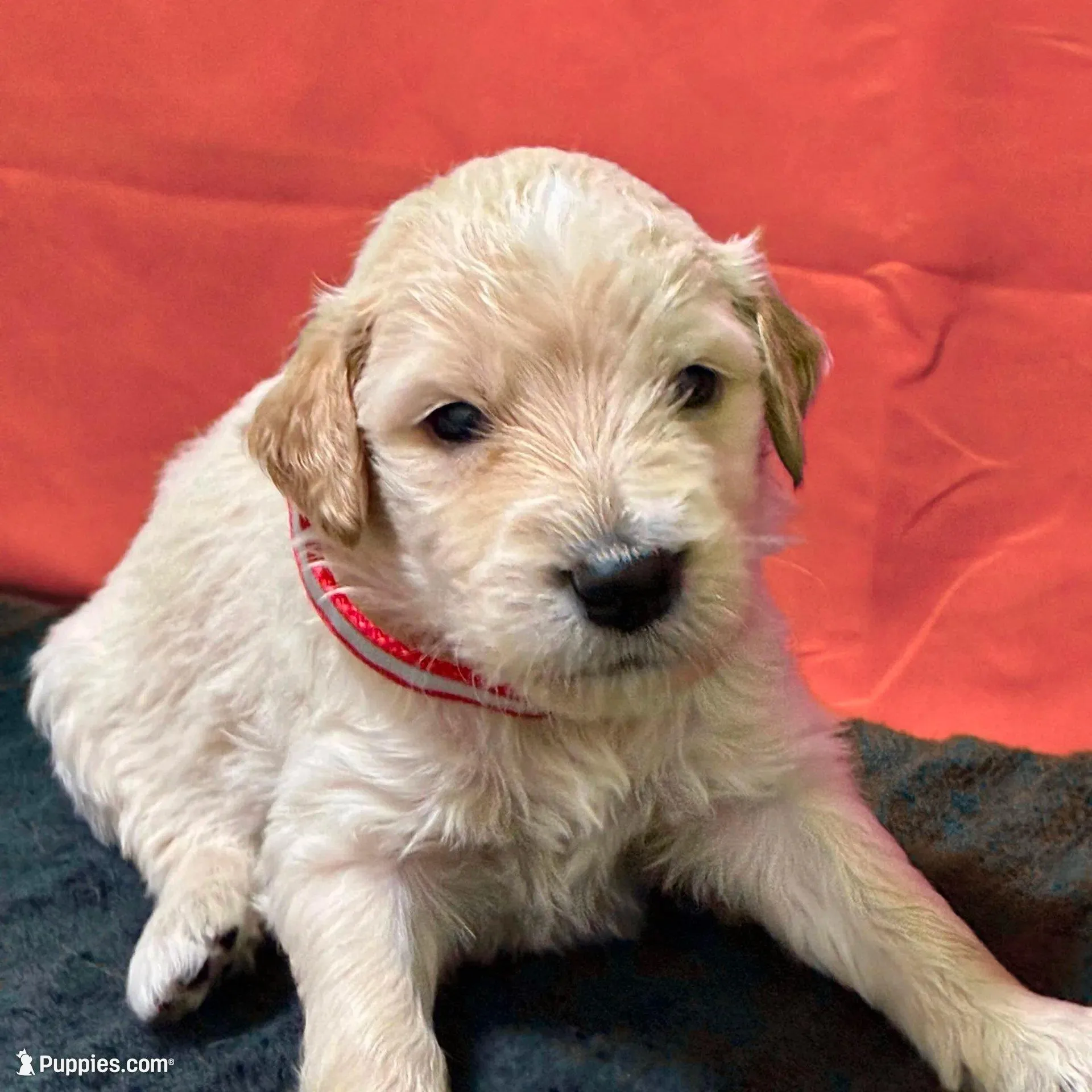 Jar-Jar JR. - Champion bloodline, a male Goldendoodle for sale in Kansas City, MO – Photo 5 of 10