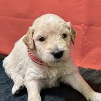 Jar-Jar JR., a male Goldendoodle for sale in Kansas City, MO – Photo 2 of 7