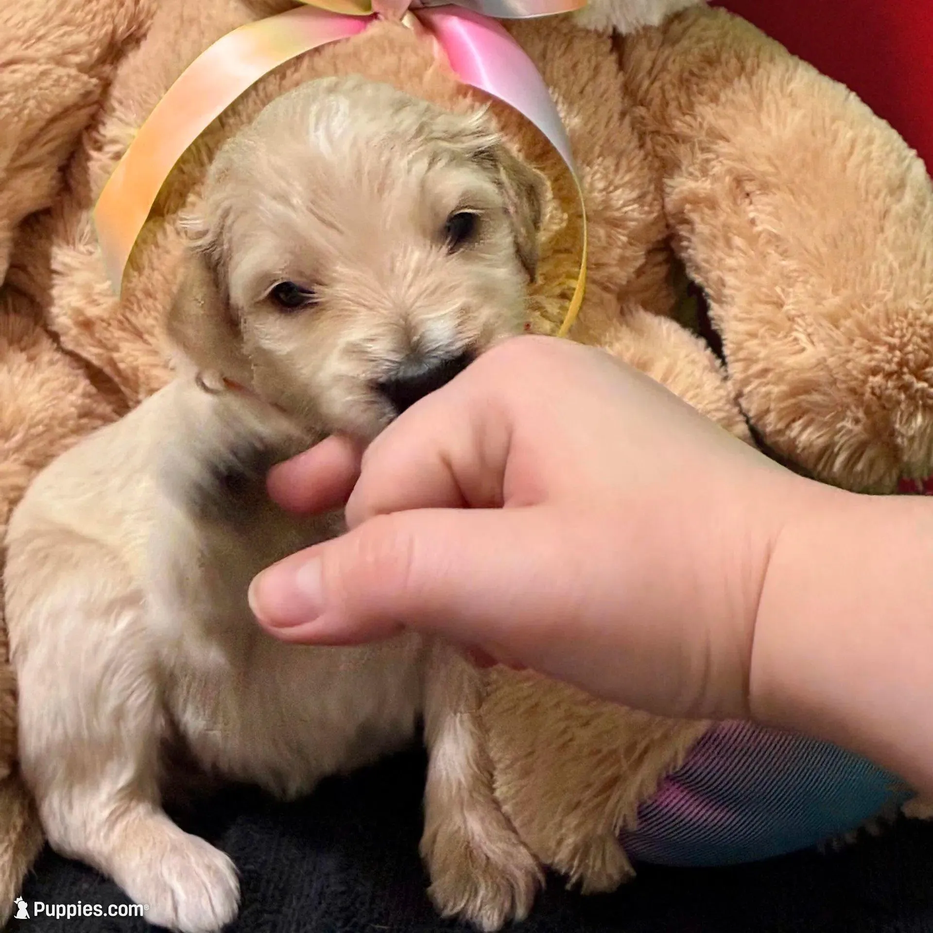 Jar-Jar JR. - Champion bloodline, a male Goldendoodle for sale in Kansas City, MO – Photo 4 of 10