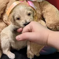 Jar-Jar JR., a male Goldendoodle for sale in Kansas City, MO – Photo 1 of 7