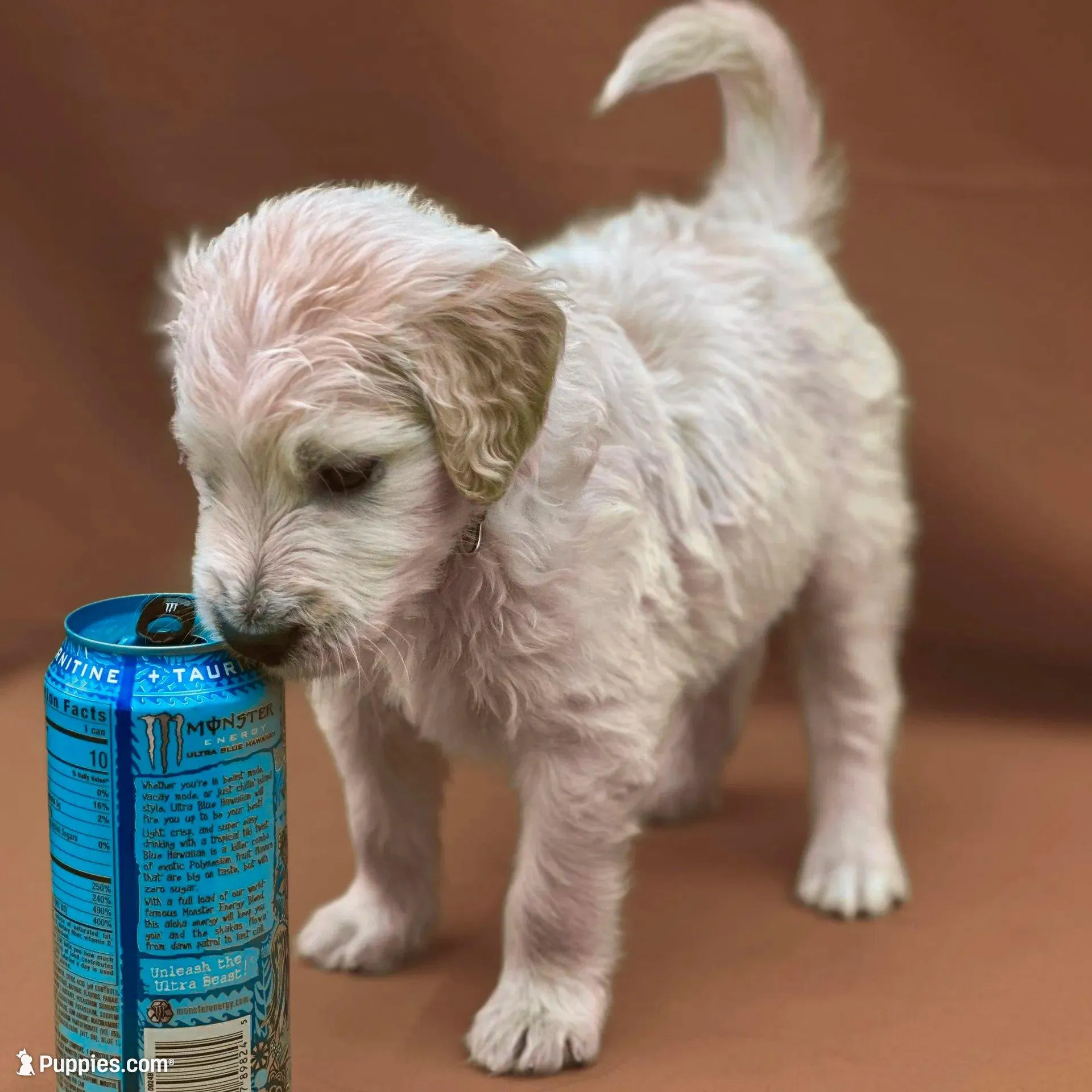 Jar-Jar JR. - Champion bloodline, a male Goldendoodle for sale in Kansas City, MO – Photo 3 of 10