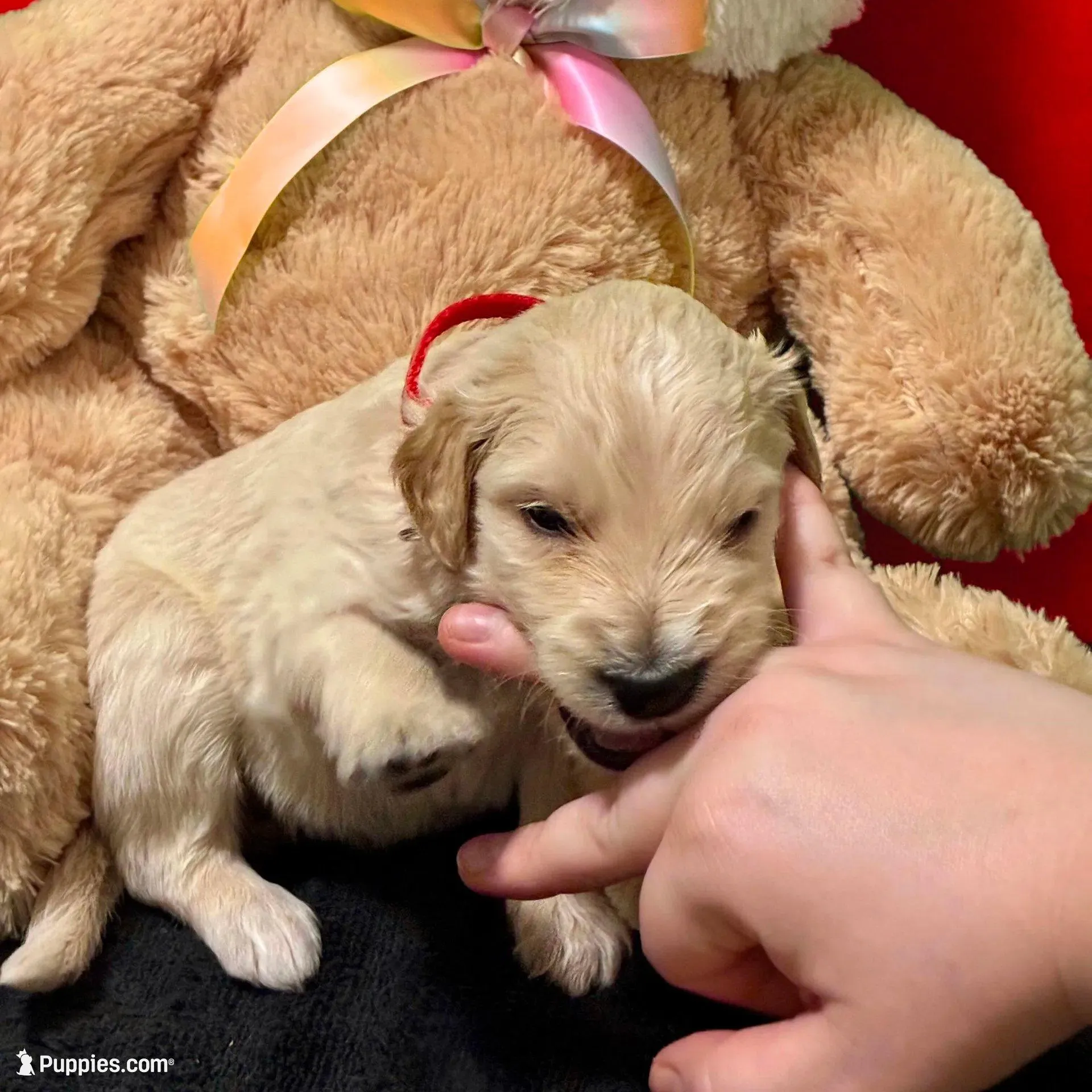 Jar-Jar JR. - Champion bloodline, a male Goldendoodle for sale in Kansas City, MO – Photo 8 of 10