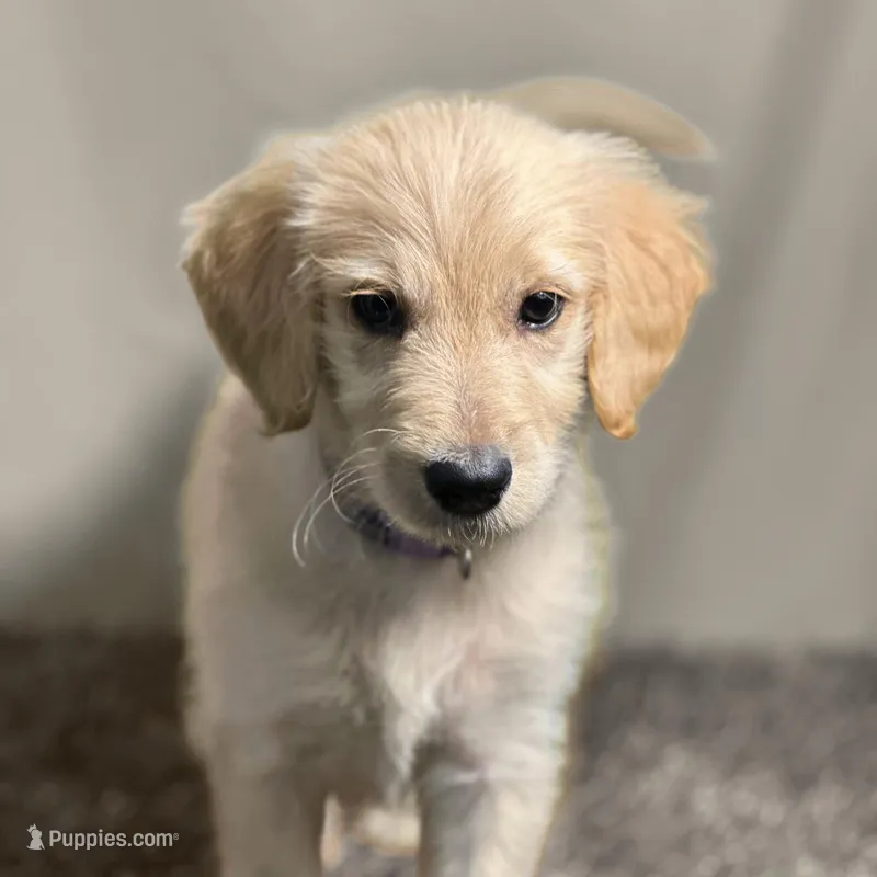 Padme - Champion bloodline  – English Goldendoodle puppy for sale in Kansas City, MO