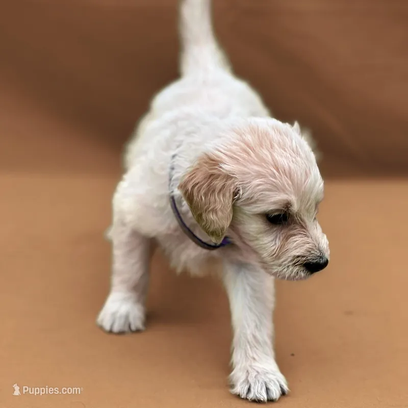 Padme - Champion bloodline  – English Goldendoodle puppy for sale in Kansas City, MO