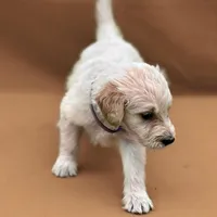 Padme - Champion bloodline , a female English Goldendoodle for sale in Kansas City, MO – Photo 1 of 4