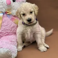 Padme - Champion bloodline , a female English Goldendoodle for sale in Kansas City, MO – Photo 4 of 4