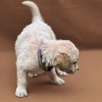 Padme - Champion bloodline , a female English Goldendoodle for sale in Kansas City, MO – Photo 2 of 4