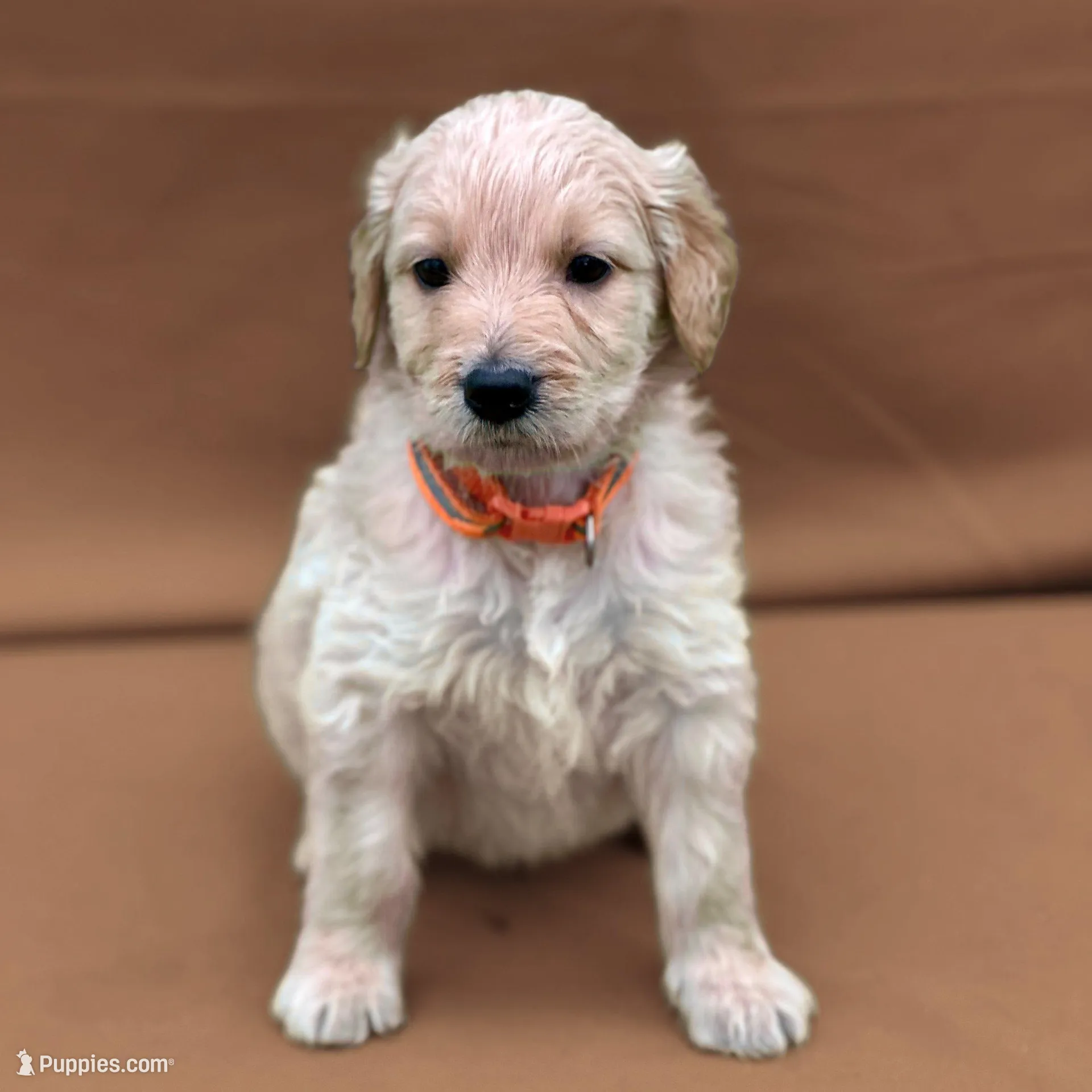 Obi-Wan Kenobi - Champion bloodline – Goldendoodle puppy for sale in Kansas City, MO