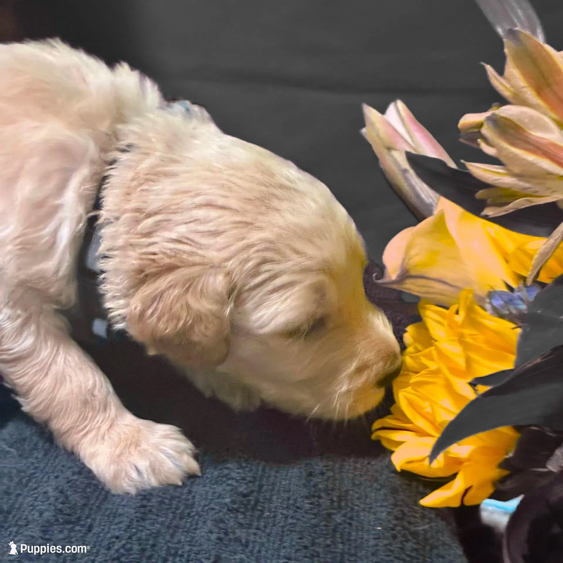 Ventress - Champion bloodline, a female Goldendoodle for sale in Kansas City, MO – Photo 8 of 10
