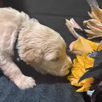 Ventress, a male Goldendoodle for sale in Kansas City, MO – Photo 3 of 5