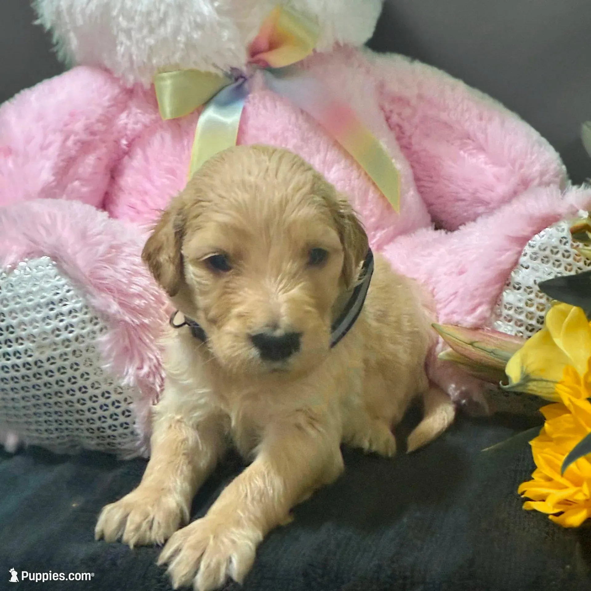 Ventress - Champion bloodline, a female Goldendoodle for sale in Kansas City, MO – Photo 6 of 10