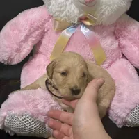 Ventress, a male Goldendoodle for sale in Kansas City, MO – Photo 4 of 5