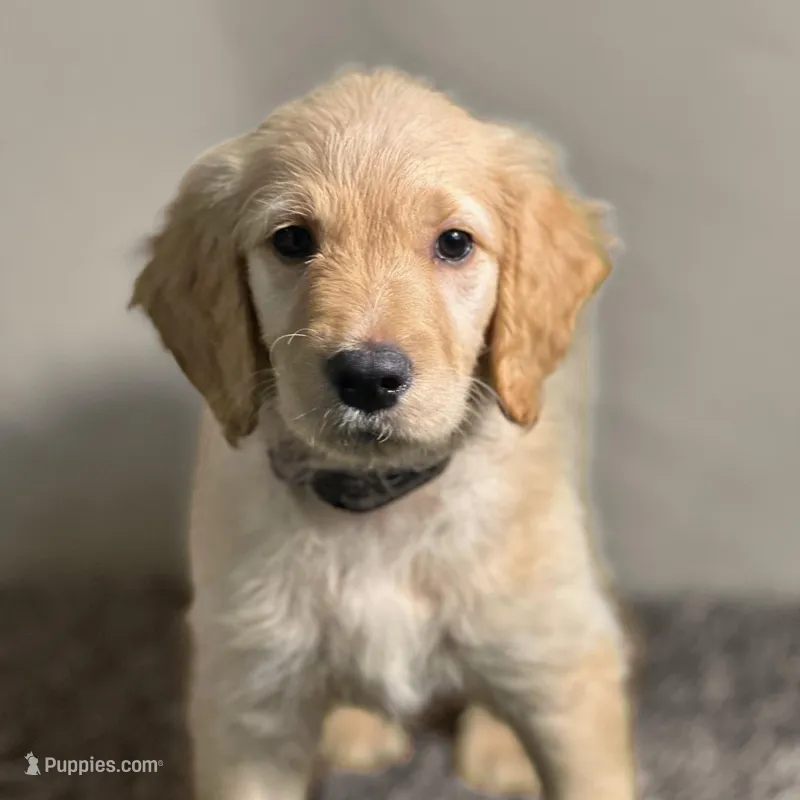 Ventress - Champion bloodline – Goldendoodle puppy for sale in Kansas City, MO