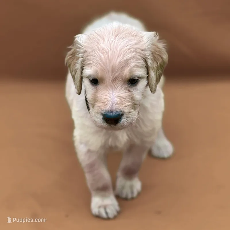 Ventress - Champion bloodline – Goldendoodle puppy for sale in Kansas City, MO