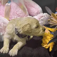 Ventress, a male Goldendoodle for sale in Kansas City, MO – Photo 5 of 5