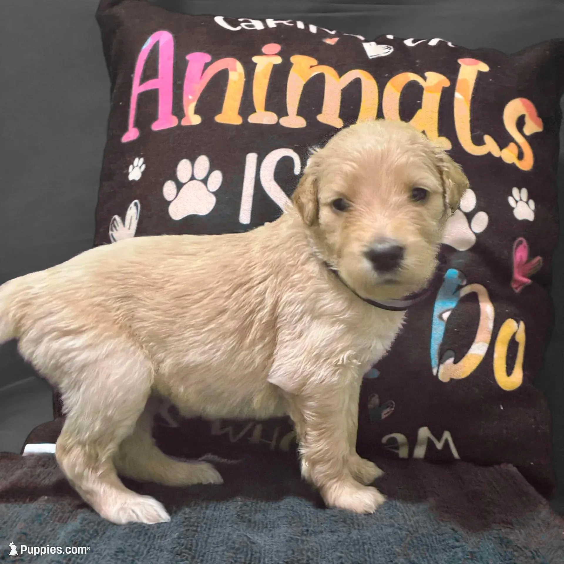Ventress - Champion bloodline, a female Goldendoodle for sale in Kansas City, MO – Photo 7 of 10