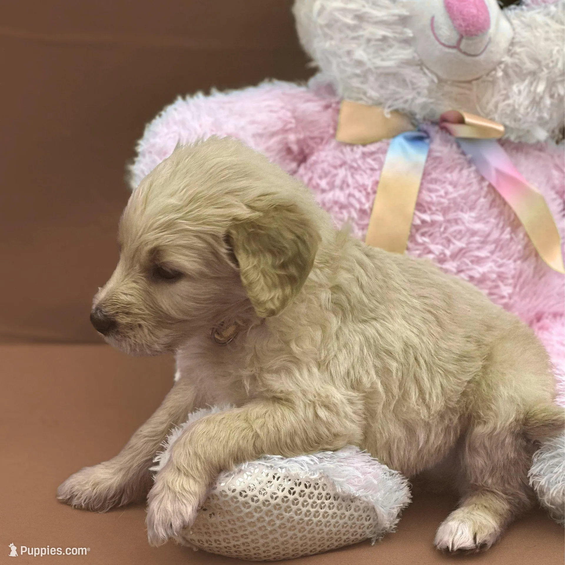 Ashoka Tano - Champion bloodline, a female Goldendoodle for sale in Kansas City, MO – Photo 3 of 9
