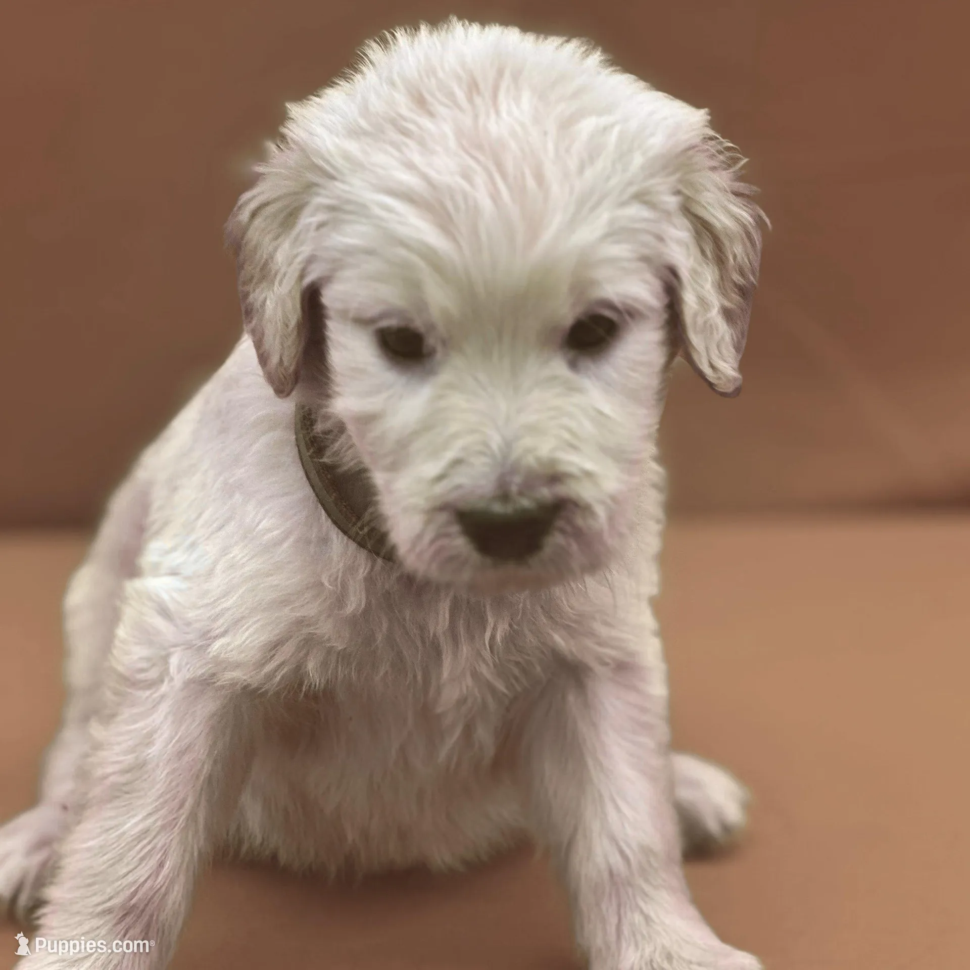 Sabine Wren - Champion bloodline – Goldendoodle puppy for sale in Kansas City, MO