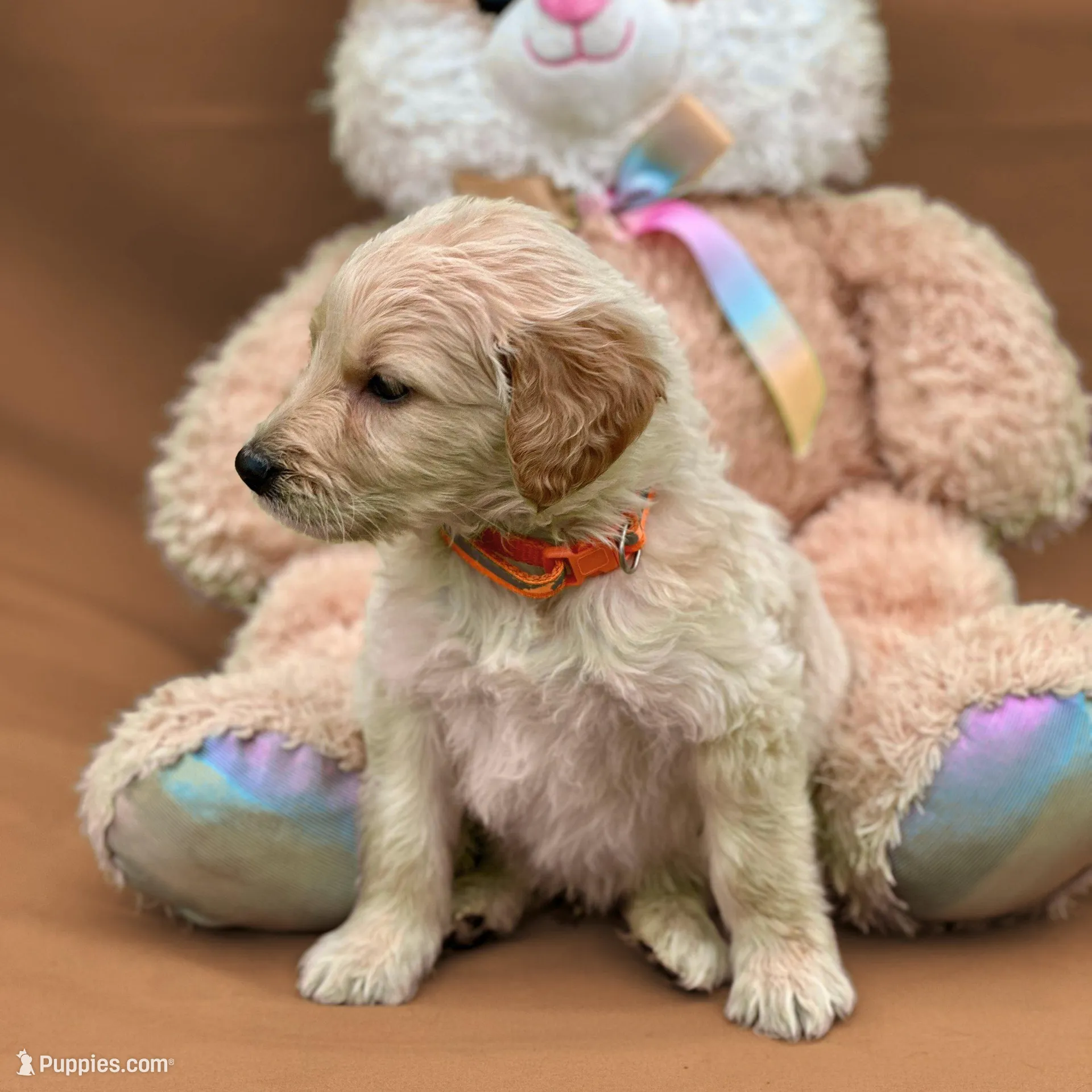 Obi-Wan Kenobi - Champion bloodline, a male Goldendoodle for sale in Kansas City, MO – Photo 4 of 9