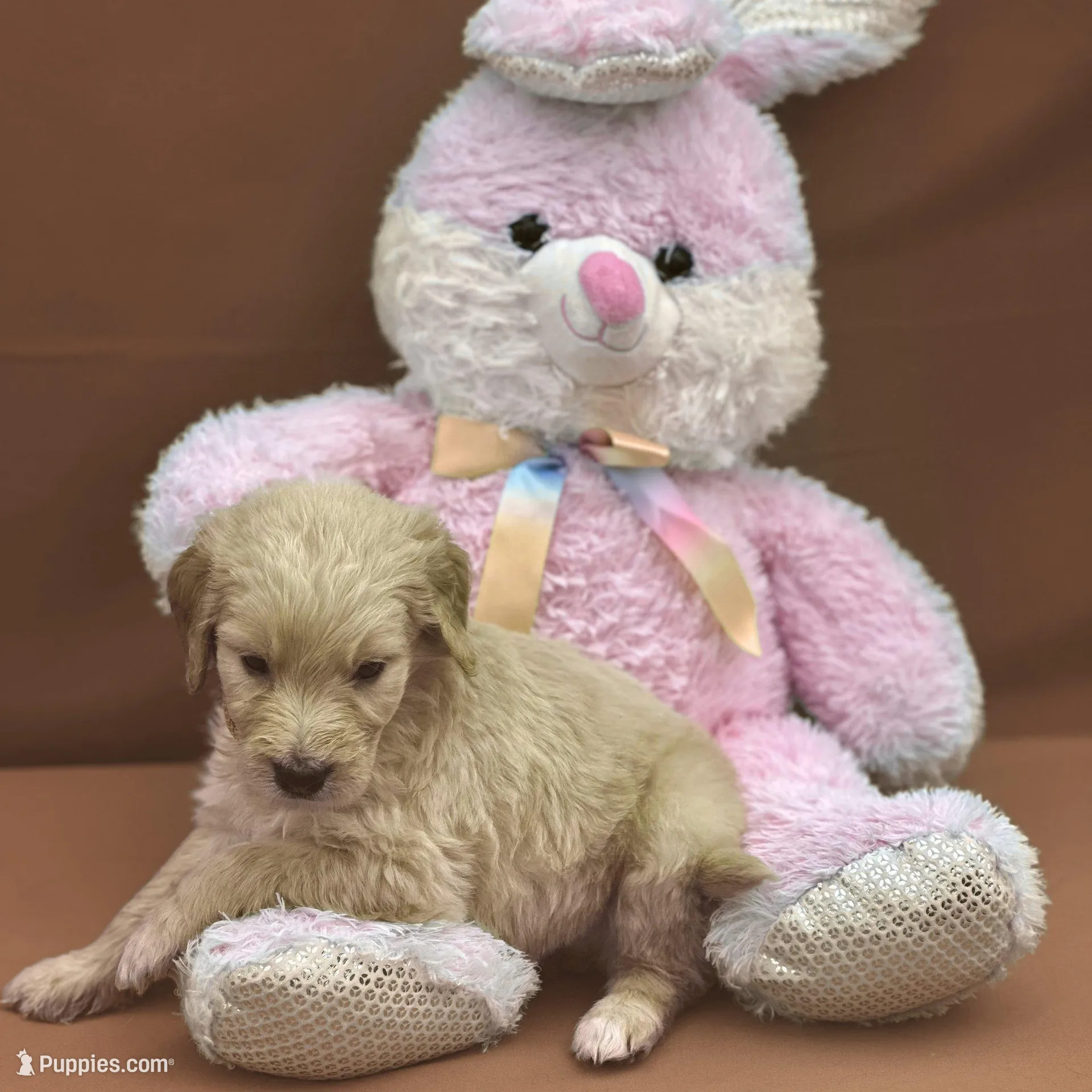 Ashoka Tano - Champion bloodline, a female Goldendoodle for sale in Kansas City, MO – Photo 2 of 9