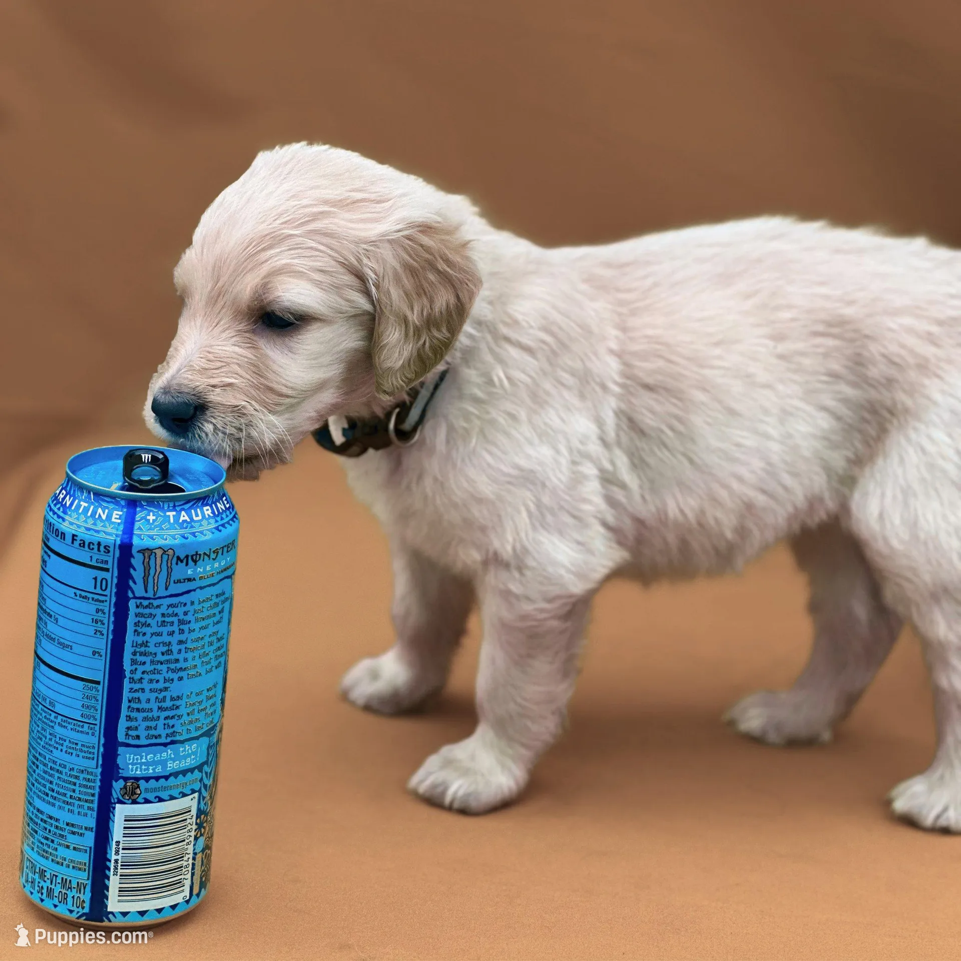Ventress - Champion bloodline, a female Goldendoodle for sale in Kansas City, MO – Photo 5 of 10