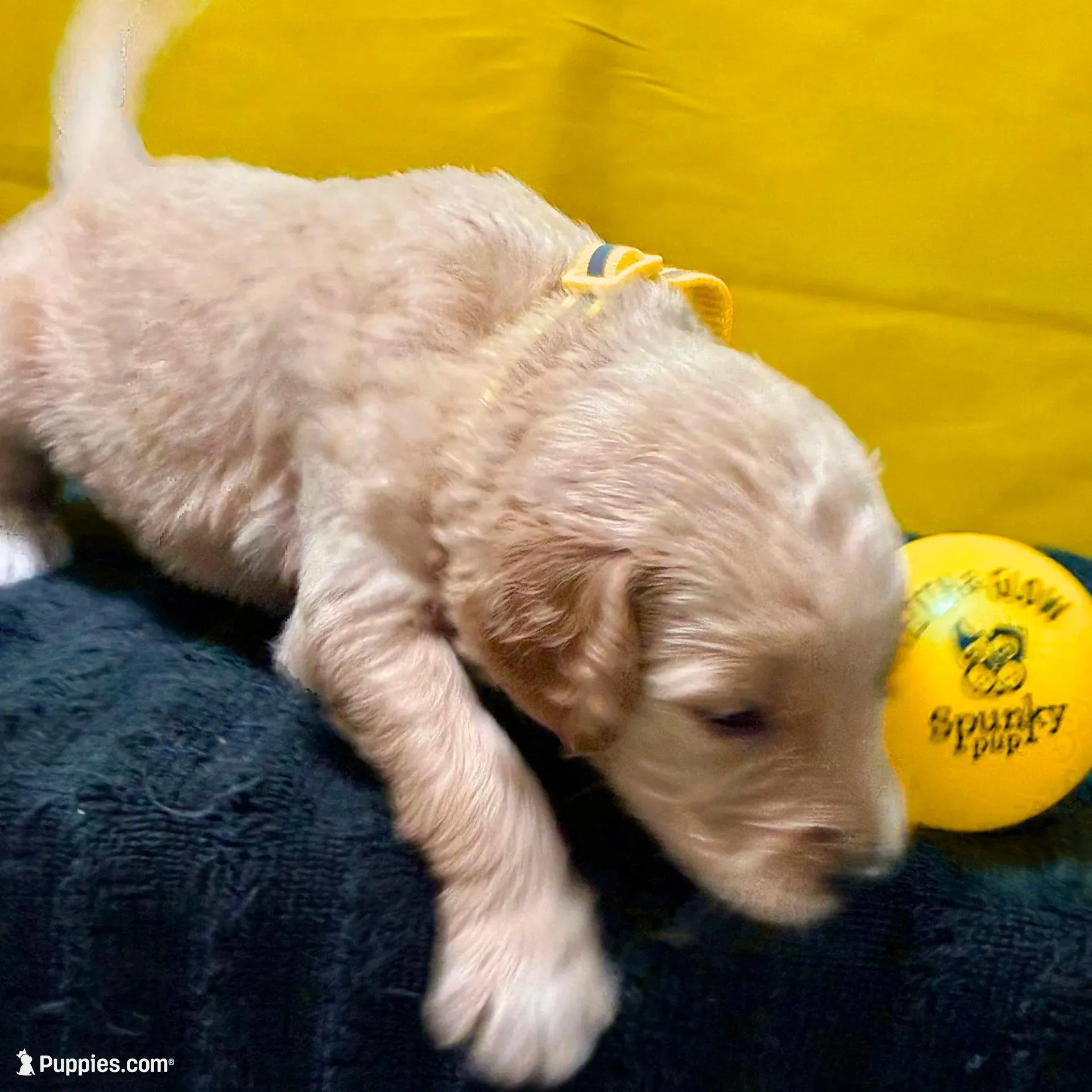 Ashoka Tano - Champion bloodline, a female Goldendoodle for sale in Kansas City, MO – Photo 8 of 9