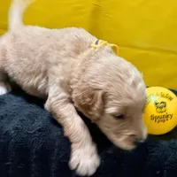 Ashoka Tano, a female Goldendoodle for sale in Kansas City, MO – Photo 4 of 5