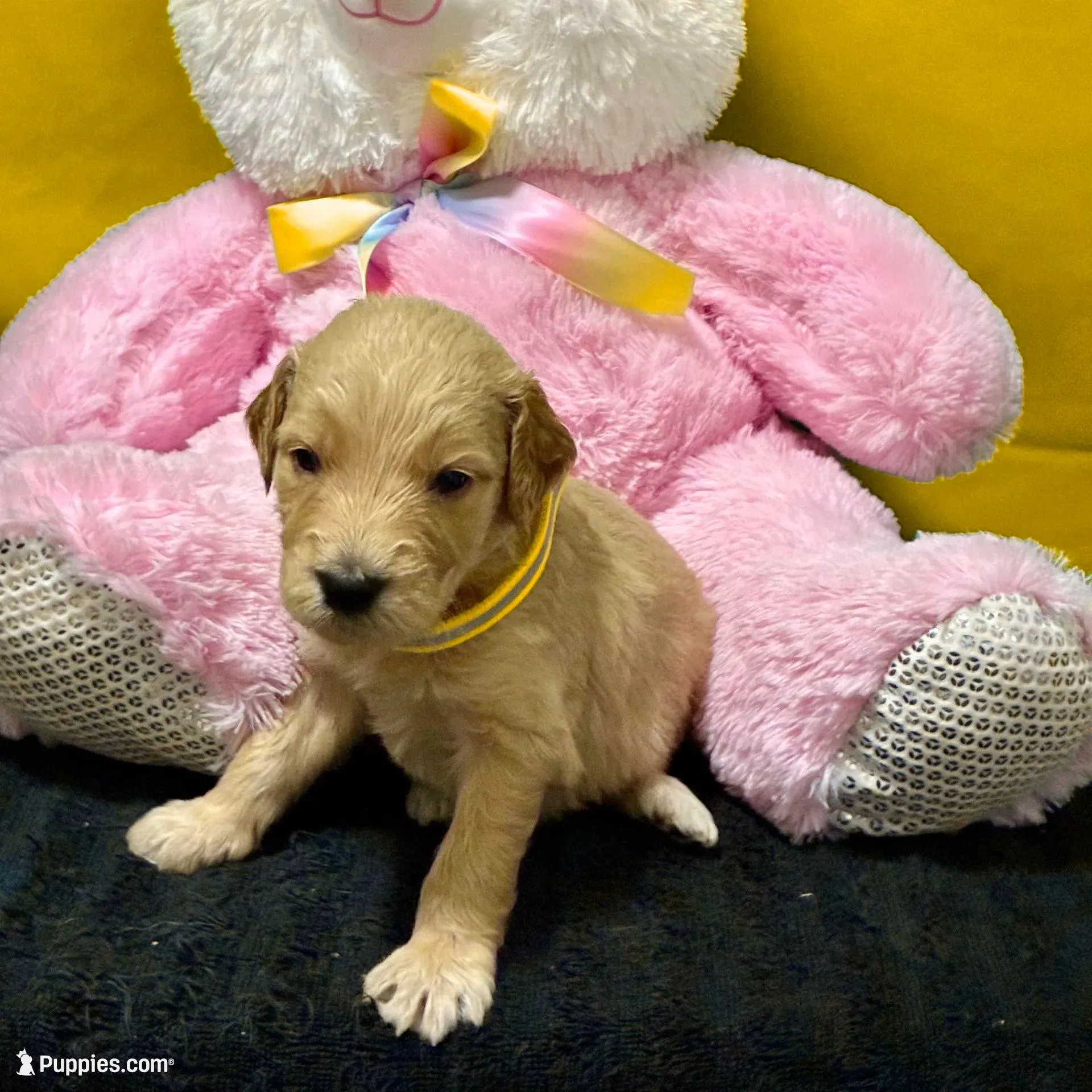 Ashoka Tano - Champion bloodline, a female Goldendoodle for sale in Kansas City, MO – Photo 5 of 9