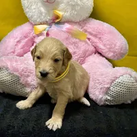 Ashoka Tano, a female Goldendoodle for sale in Kansas City, MO – Photo 1 of 5