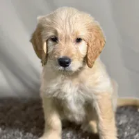 Ashoka Tano - Champion bloodline, a female Goldendoodle for sale in Kansas City, MO – 2 of 6