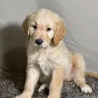 Ashoka Tano - Champion bloodline, a female Goldendoodle for sale in Kansas City, MO – 5 of 6