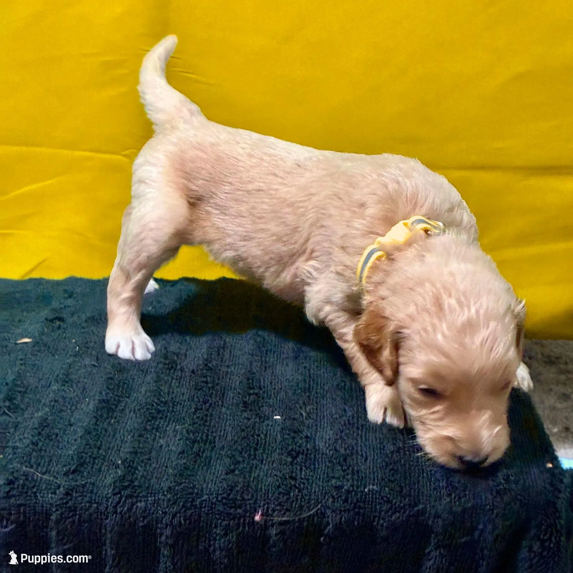 Ashoka Tano - Champion bloodline, a female Goldendoodle for sale in Kansas City, MO – Photo 6 of 9