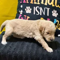 Ashoka Tano, a female Goldendoodle for sale in Kansas City, MO – Photo 5 of 5