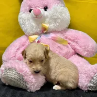 Ashoka Tano, a female Goldendoodle for sale in Kansas City, MO – Photo 3 of 5