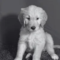 Ashoka Tano - Champion bloodline, a female Goldendoodle for sale in Kansas City, MO – 4 of 6