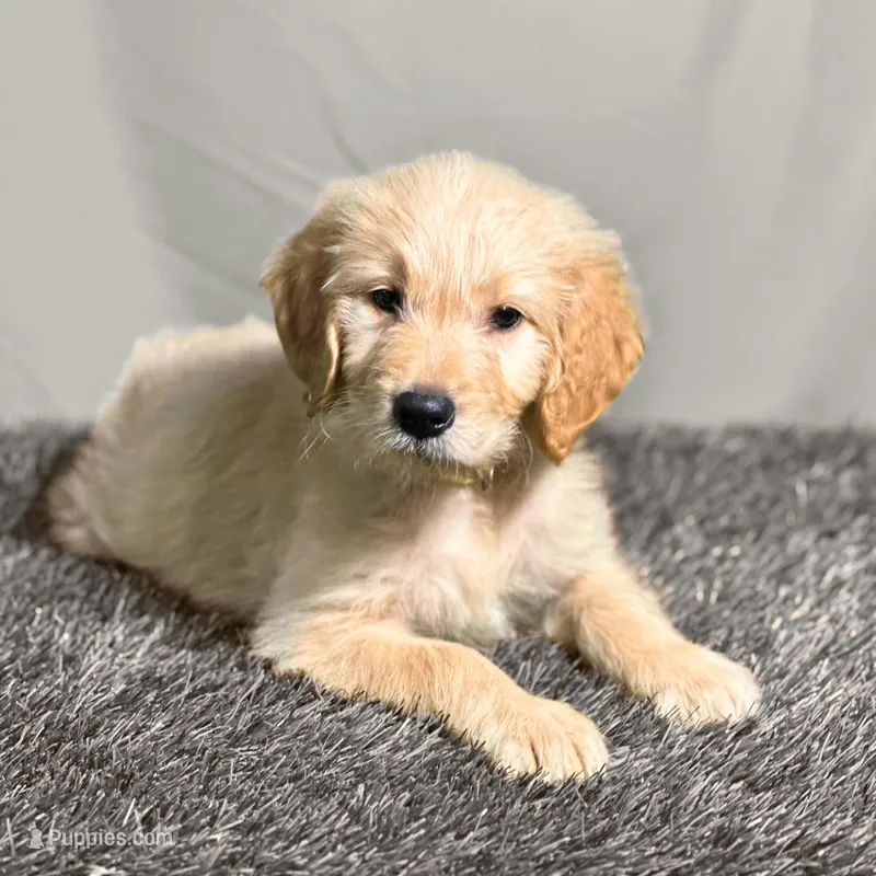 Ashoka Tano - Champion bloodline – Goldendoodle puppy for sale in Kansas City, MO