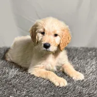 Ashoka Tano - Champion bloodline, a female Goldendoodle for sale in Kansas City, MO – 1 of 6